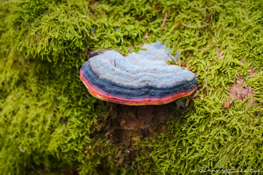 Champignons de lichens